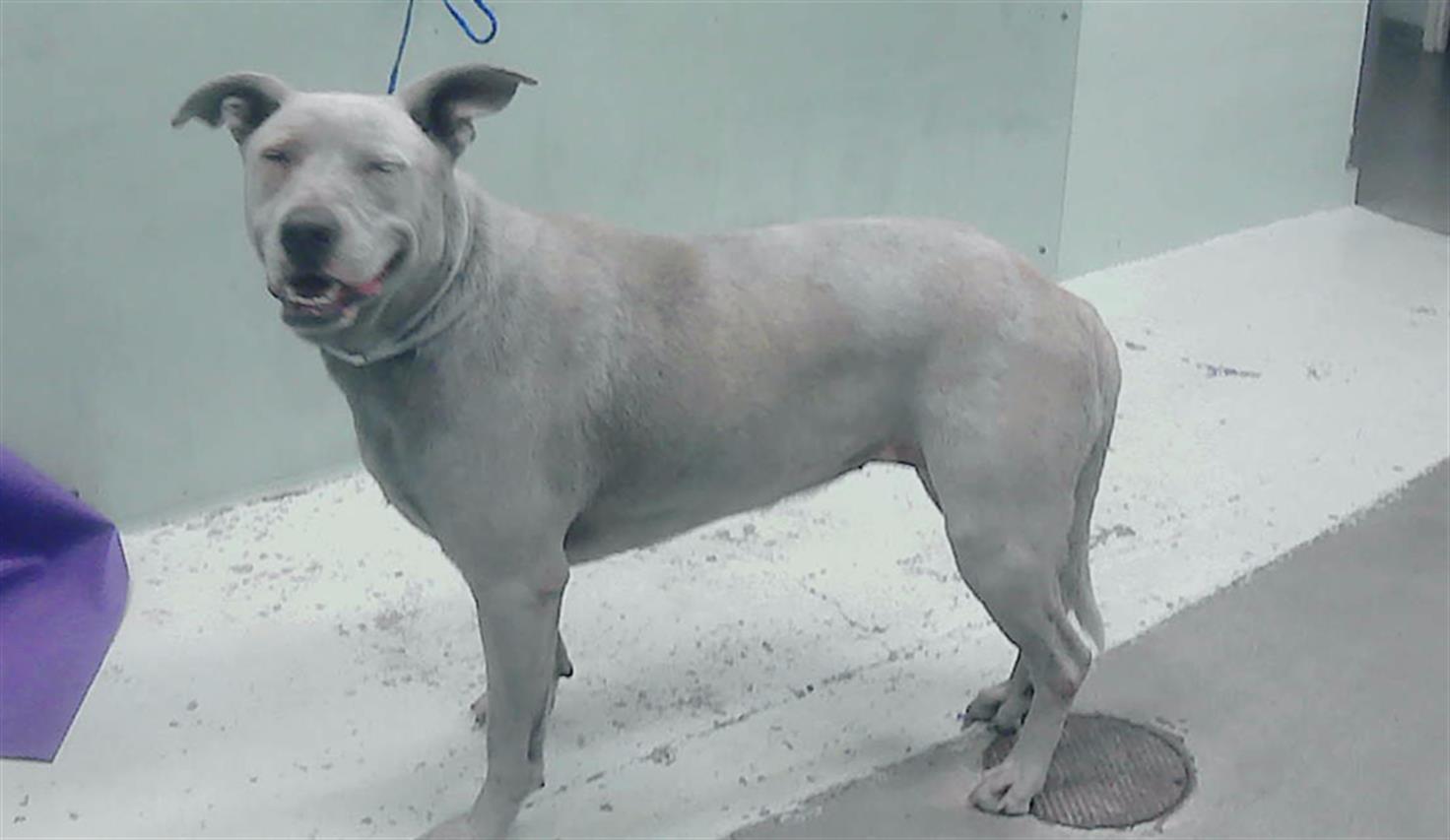 adoptable Dog in Houston, TX named SANDY