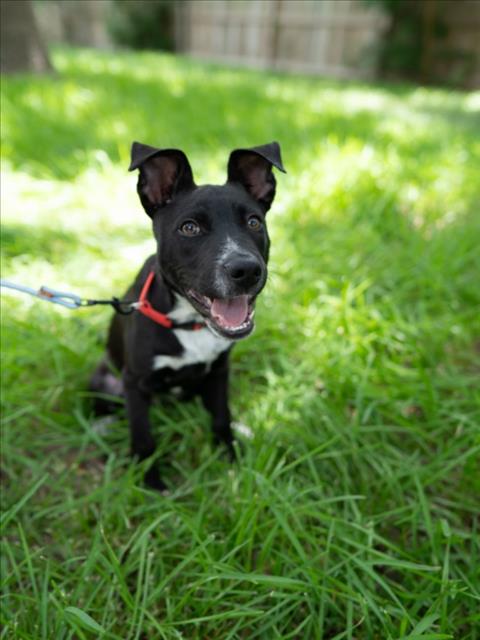 adoptable Dog in Houston, TX named AMBER