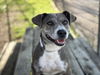 adoptable Dog in  named ABAGAIL