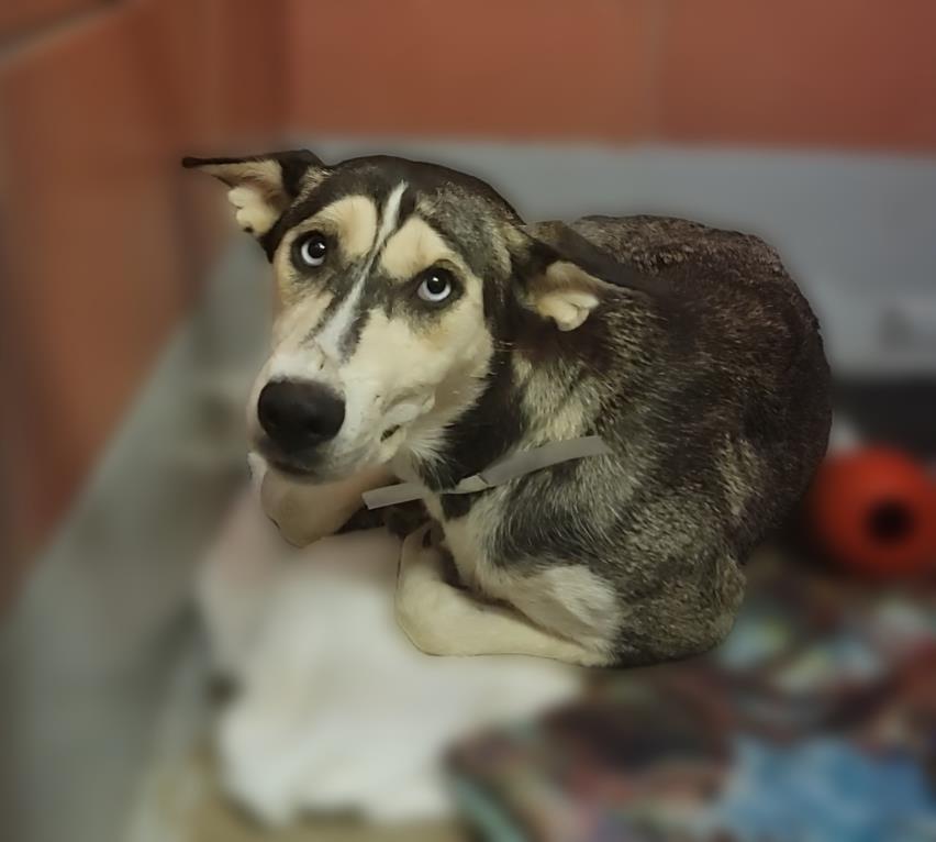 adoptable Dog in Houston, TX named MARISSA