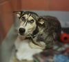 adoptable Dog in  named MARISSA