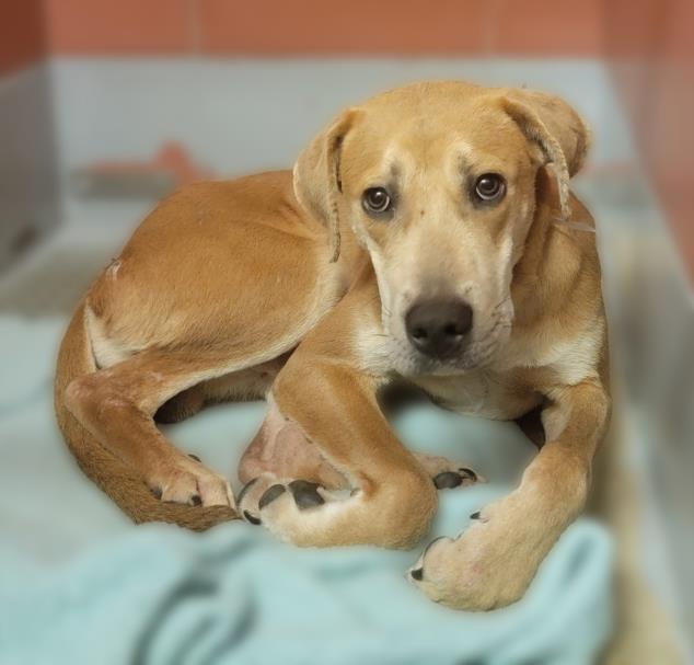 adoptable Dog in Houston, TX named A2024215