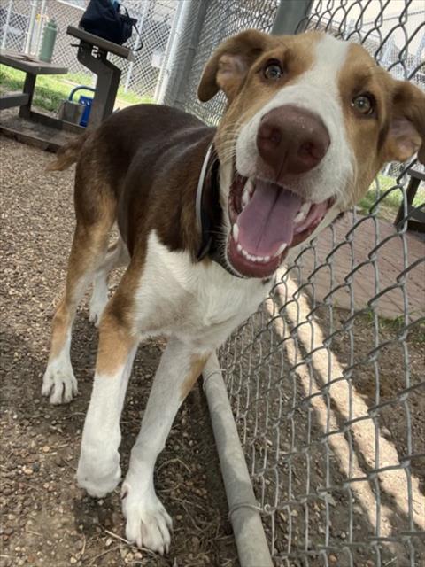 adoptable Dog in Houston, TX named TUCKER
