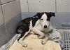 adoptable Dog in  named A2024775