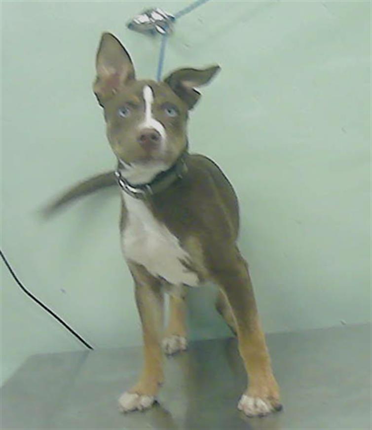 adoptable Dog in Houston, TX named A2024787