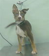 adoptable Dog in  named A2024787