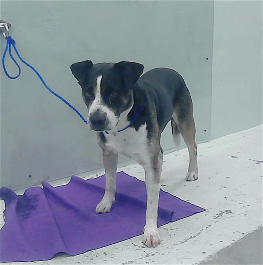 adoptable Dog in Houston, TX named A2024805