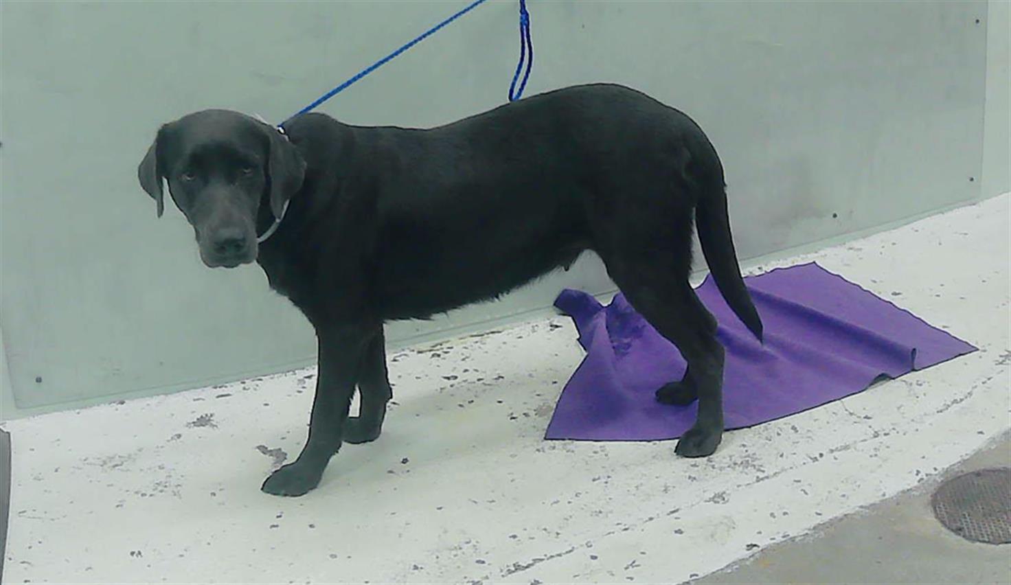 adoptable Dog in Houston, TX named A2024806