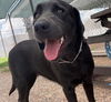 adoptable Dog in  named CALLIE