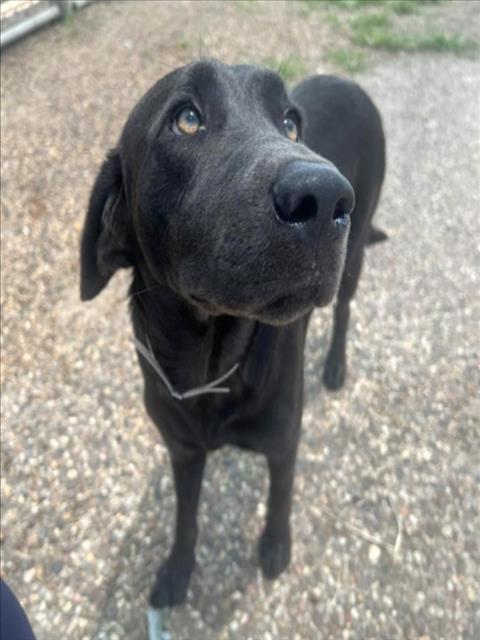 adoptable Dog in Houston, TX named CALLIE