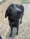 adoptable Dog in houston, TX named CALLIE