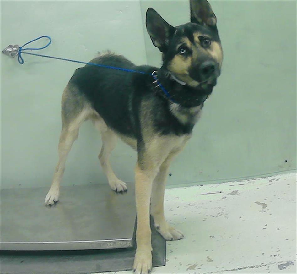 adoptable Dog in Houston, TX named A2024816