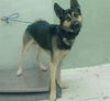 adoptable Dog in  named A2024816