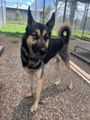 adoptable Dog in  named LEO