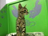 adoptable Cat in Houston, TX named USHER