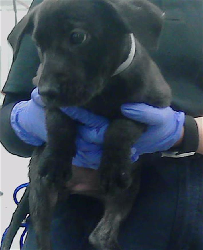 adoptable Dog in Houston, TX named ELLE