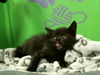 adoptable Cat in Houston, TX named GREGG