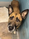 adoptable Dog in Houston, TX named A2022597
