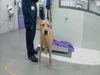adoptable Dog in  named BAILEY