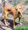 adoptable Dog in houston, TX named BAILEY