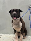 adoptable Dog in Houston, TX named THEO