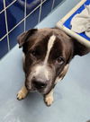adoptable Dog in  named THEO