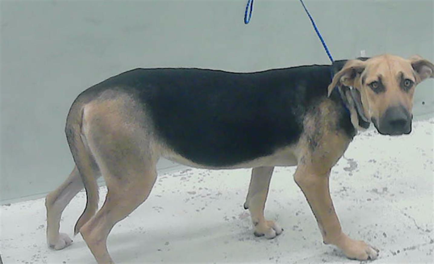 adoptable Dog in Houston, TX named A2024845