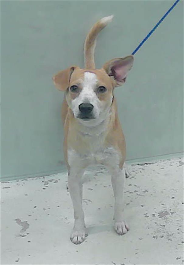 adoptable Dog in Houston, TX named MAISY