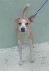 adoptable Dog in Houston, TX named MAISY