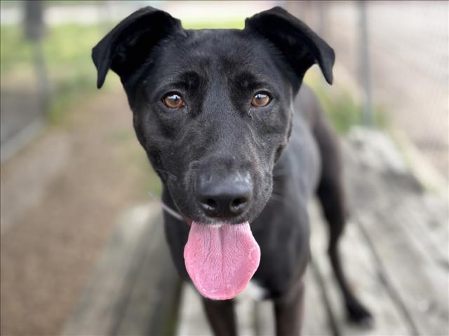 adoptable Dog in Houston, TX named NOVA