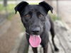 adoptable Dog in Houston, TX named NOVA