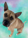 adoptable Dog in Houston, TX named WALLACE