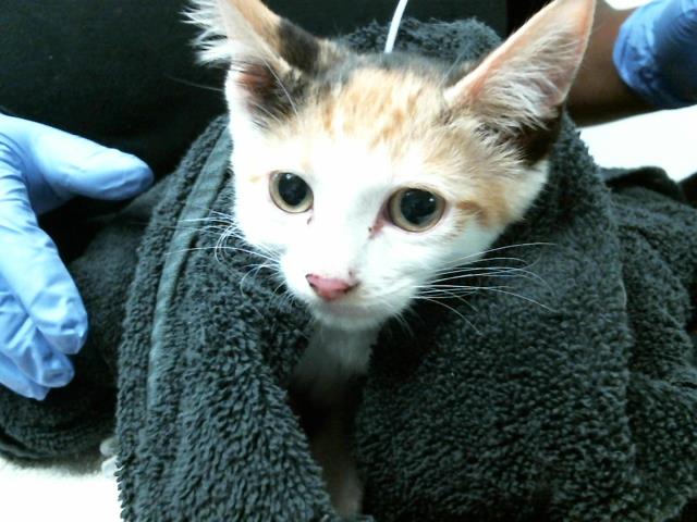 adoptable Cat in Houston, TX named A2023928