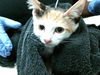adoptable Cat in Houston, TX named A2023928