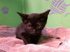 adoptable Cat in Houston, TX named TWINKLE