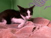 adoptable Cat in Houston, TX named CUDDLEBUG