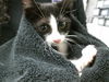 adoptable Cat in Houston, TX named A2023931