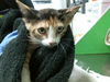adoptable Cat in Houston, TX named A2023932