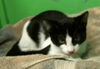 adoptable Cat in Houston, TX named A2025232