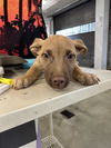 adoptable Dog in  named A2025353