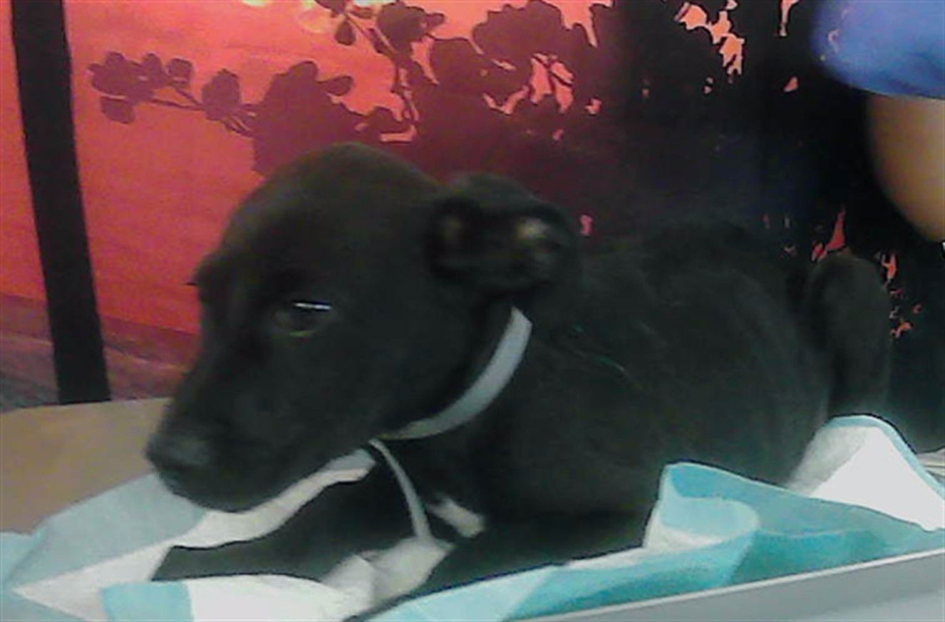 adoptable Dog in Houston, TX named FINN