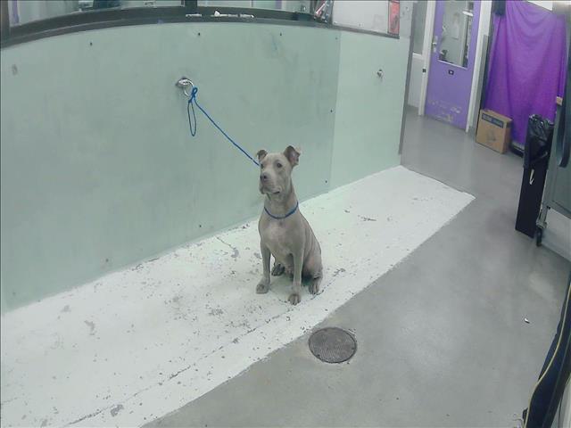 adoptable Dog in Houston, TX named A2023958