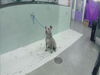 adoptable Dog in Houston, TX named A2023958
