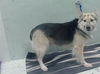 adoptable Dog in Houston, TX named GUSGUS