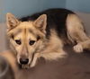 adoptable Dog in  named GUSGUS