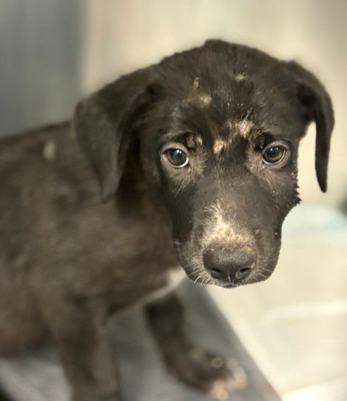 adoptable Dog in Houston, TX named ALLY