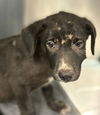adoptable Dog in Houston, TX named ALLY