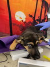 adoptable Dog in Houston, TX named A2025389
