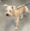 adoptable Dog in  named MANCHITAS