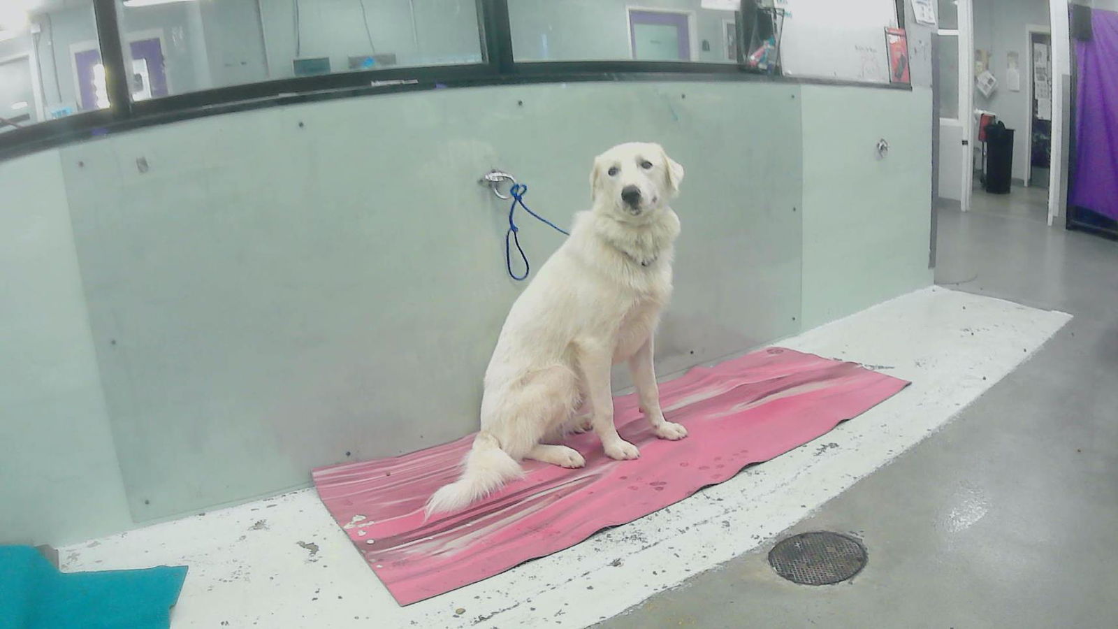 adoptable Dog in Houston, TX named BENO